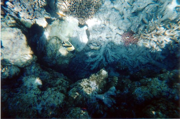 Tropical Fish